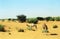 Camels, Mauritania