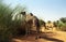 Camels, Mauritania