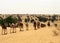 Camels, Mauritania