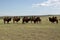 Camels, Mongolia