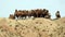 Camels at the Mongolian border, Pingshansu Grand Canyon, Zhangye, China