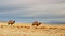 Camels in mongolian desert