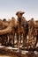 Camels on Moroccan Sahara