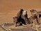 Camels in the moroccan sahara desert