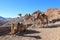 Camels on the Moses Mountain, Sinai Peninsula, Egypt