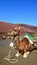 Camels in Mountain Landscape