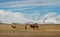 Camels in the mountain steppes of Mongolia