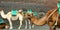 Camels with muzzle resting and waiting for tourists to arrive for camel rides in desert of Timanfaya Park, Lanzarote, Spain