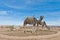 Camels near Ait Ben Haddou, Morocco