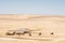 Camels near oasis in sunlit desert