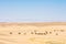 Camels near oasis in sunlit desert