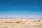 Camels near oasis in sunlit desert