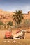 Camels outside Ait Benhaddou village