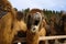 Camels in paddock in an ethnopark. Hairy two-humped camels