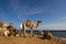 Camels \'parked\' on the beach at the Blue Hole, Dahab