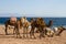 Camels parked on the beach near the Blue Hole, Dahab