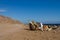 Camels parked on the beach near the Blue Hole, Dahab