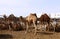 Camels in a pen in Doha