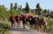 Camels prepared for immigration.Nomadic Turkish culture.