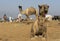 Camels at Pushkar