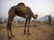 Camels at Pushkar Camel Fair