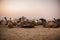 Camels at Pushkar international fair