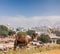 Camels at Pushkar Mela (Pushkar Camel Fair), India