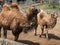 Camels in Pyongyang Central Zoo