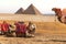 Camels and the Pyramids, Giza desert, Egypt