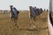 Camels racing in Dubai with a robot jockey on the track