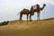 Camels rest during the desert hike in jaisalmer