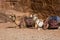 Camels at Rest, Petra