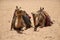 Camels rest on the sand in the desert Wadi Rum,Jordan