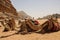 Camels rest on the sand in the desert Wadi Rum, Jordan