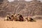 Camels rest on the sand in the desert Wadi Rum, Jordan