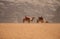 Camels rest among the sands in the desert Wadi Rum, Jordan