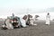 Camels rest after training under the supervision of their rider. Camel races are a popular sport in the East