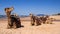 Camels resting on beach in Australia