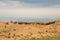 Camels resting in the desert. Gobi desert, Mongolia.