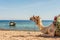 Camels resting on the Egyptian beach. Camelus dromedarius.