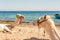 Camels resting on the Egyptian beach. Camelus dromedarius. Summertime outdoor