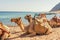 Camels resting on the Egyptian beach. Camelus dromedarius. Summertime outdoor