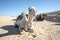 Camels resting in Sahara