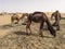 Camels resting at Sahara desert