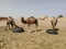 Camels resting at Sahara desert