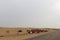 Camels resting in the Thar desert, Jaisalmer