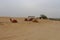 Camels resting in the Thar desert, Jaisalmer