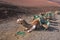 Camels resting in volcanic landscape in Timanfaya national park