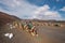 Camels resting in volcanic landscape in Timanfaya national park, Lanzarote, Canary islands, Spain.