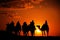 Camels with riders in sunset